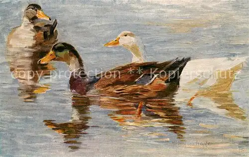 AK / Ansichtskarte 73895997 Enten H.v. Heyden Enten  