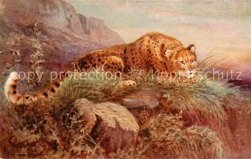 AK / Ansichtskarte  Verlag_Tucks_Oilette_Serie_Nr. Nr.8785 Leopardess 