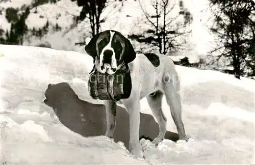 AK / Ansichtskarte  Bernhardiner Bernhardinerhund Winter  