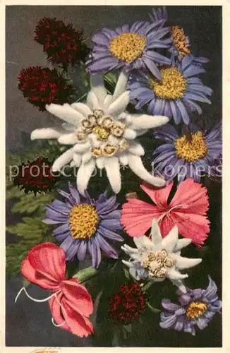 AK / Ansichtskarte 73896826 Blumen_Flowers_Fleurs Dianthus sylvester Aster alpinus 