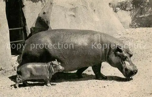 AK / Ansichtskarte  Zoo_Gardin_Zoologique-- Paris Hippopotame 