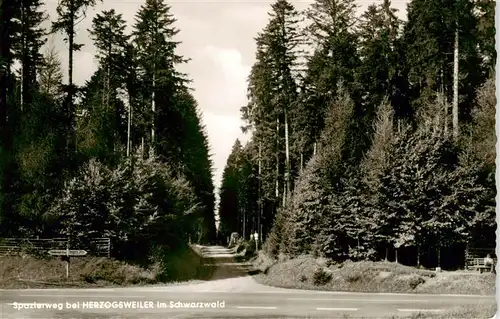 AK / Ansichtskarte  Herzogsweiler_Pfalzgrafenweiler Waldpartie 