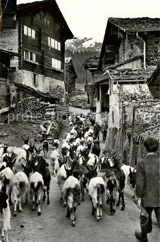 AK / Ansichtskarte  Ziege_Goat_Chevre Auszug der Ziegen 