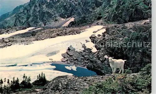 AK / Ansichtskarte 73898535 Ziege_Goat_Chevre Rocky Mountain Goat Glacier National Park 
