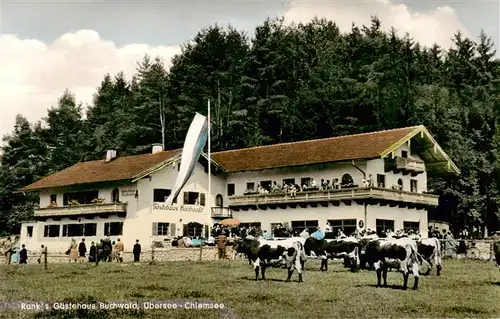 AK / Ansichtskarte  uebersee_Chiemsee Ranks Gaestehaus Buchwald Viehweide 