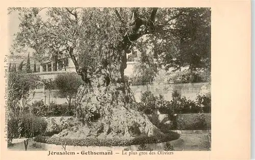 AK / Ansichtskarte 73899854 Jerusalem__Yerushalayim_Israel Gethsemani Le plus gros des Oliviers 