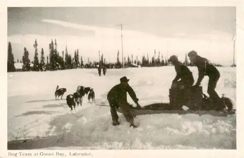 AK / Ansichtskarte  Goose_Bay Dog Team Labrador Goose_Bay