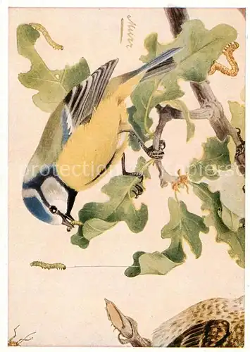 AK / Ansichtskarte 73900945 Voegel_Birds_Oiseaux Blaumeise  