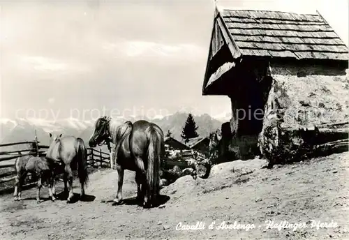 AK / Ansichtskarte 73900948 Pferde Hafling bei Meran  