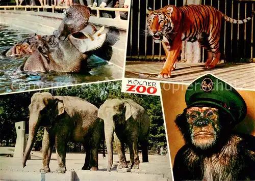 AK / Ansichtskarte  Zoo_Gardin_Zoologique-- Koelner Zoo Nielpferd Affe Elefanten  