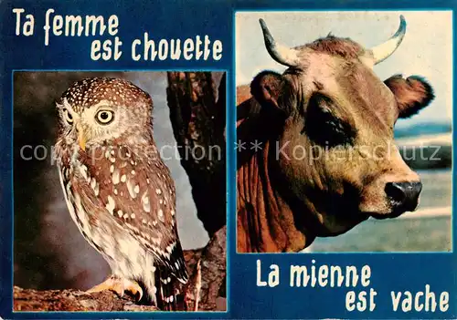 AK / Ansichtskarte  Eule_Owl_Hibou Ta Femme est chouette La mienne est vache 