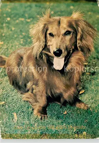 AK / Ansichtskarte  Dackel_Dachshund_Teckel_Hunde_dogs_Chiens_Cani Zum Geburtstag alles Gute 