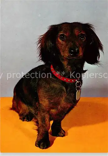 AK / Ansichtskarte  Dackel_Dachshund_Teckel_Hunde_dogs_Chiens_Cani Hund Roter band 