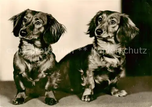 AK / Ansichtskarte  Dackel_Dachshund_Teckel_Hunde_dogs_Chiens_Cani Langhaar-Teckel 