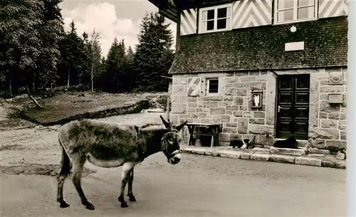 AK / Ansichtskarte 73902474 Seebach_Ottenhoefen_Schwarzwald Darmstaedter Huette mit Esel Seebach_Ottenhoefen