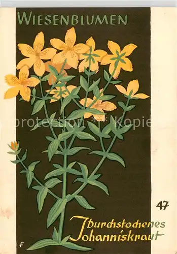 AK / Ansichtskarte  Blumen_Flowers_Fleurs Wiesenblumen Johanniskraut  