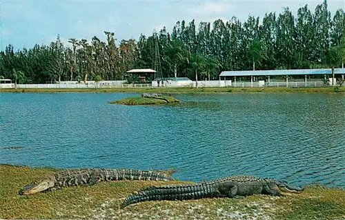 AK / Ansichtskarte  Krokodile See Alligators Owen Godwins Gatorland Florida 