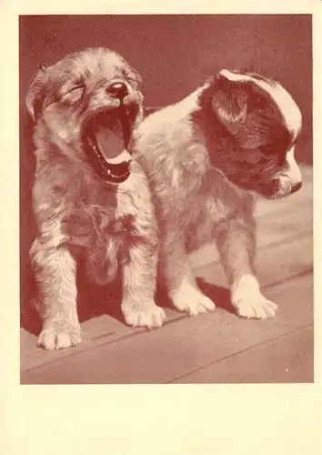 AK / Ansichtskarte  Hunde_dogs_chiens Wiener Tierschutzverein Wien 