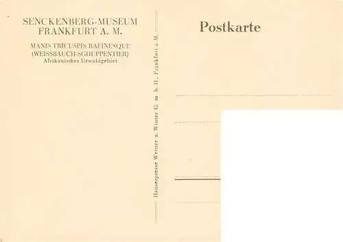 AK / Ansichtskarte  Tiere Senckenberg-Museum Frankfurt a. Main Weissbauch-Schuppentier