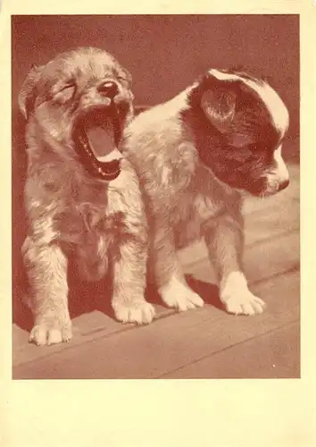 AK / Ansichtskarte 73906664 Hunde_dogs_chiens Wiener Tierschutzverein 