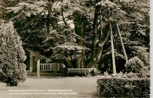 AK / Ansichtskarte  Annaberg_-Buchholz_Erzgebirge Auferstehungslinde auf dem Trinitatis-Friedhof (16. Jhdt.)