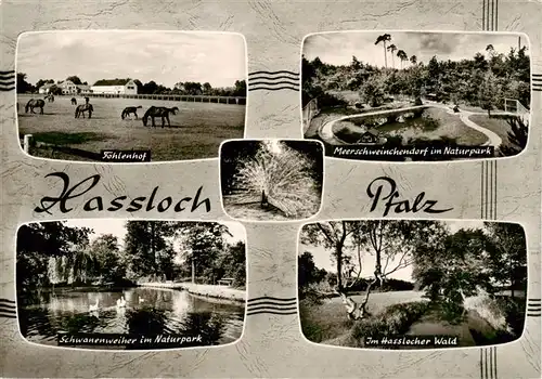 AK / Ansichtskarte 73908329 Hassloch_Pfalz Fohlenhof Meerschweinchendorf im Naturpark Schwanenweiher Im Hasslocher Wald