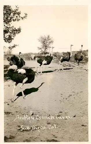 AK / Ansichtskarte  Voegel_Birds_Oiseaux Straus