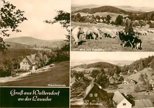 AK / Ansichtskarte  Waltersdorf_Zittau Hubertusbaude Blick zum Butterberg Schafherde mit Schaefer Blick vom Sonneberg