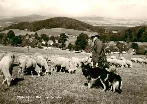 AK / Ansichtskarte  Waltersdorf_Zittau Panorama Blick zum Butterberg Schafherde mit Schaefer und Hunden