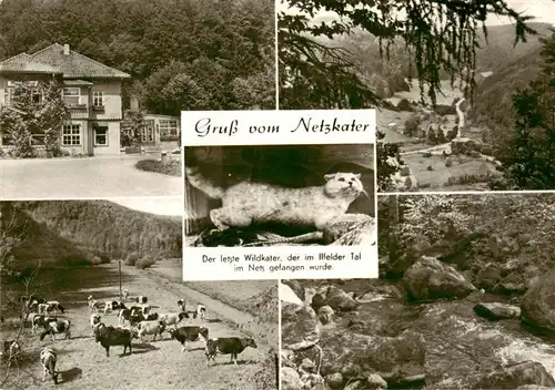 AK / Ansichtskarte 73917591 Ilfeld_Suedharz Gasthaus Rinderherde Panorama Der letzte Wildkater der im Ilfelder Tal im Netz gefangen wurde