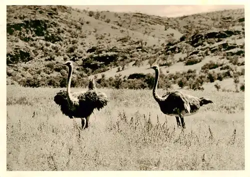 AK / Ansichtskarte  Namibia Strausse im Buschfeld