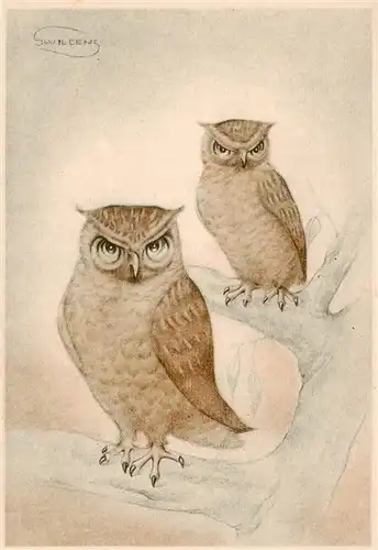 AK / Ansichtskarte  Eule_Owl_Hibou Swileeng  Eulen Paar