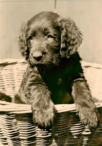 AK / Ansichtskarte  Dackel_Dachshund_Teckel_Hunde_dogs_Chiens_Cani Foto H. Lange Langhaar Welpe Hund