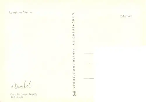 AK / Ansichtskarte  Dackel_Dachshund_Teckel_Hunde_dogs_Chiens_Cani Foto H. Lange Langhaar Welpe Hund