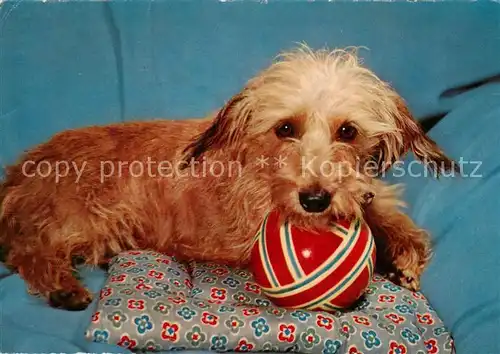 AK / Ansichtskarte  Hunde_dogs_chiens Hund Ball