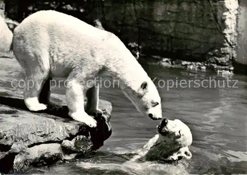 AK / Ansichtskarte 73922547 Eisbaer_Icebear_Ours_Polaire Basel Zoologischer Garten 