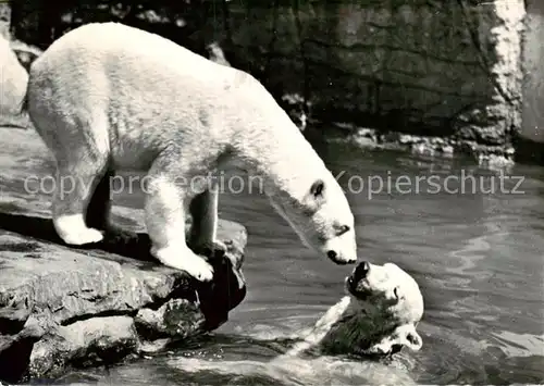 AK / Ansichtskarte  Eisbaer_Icebear_Ours_Polaire Basel Zoologischer Garten 