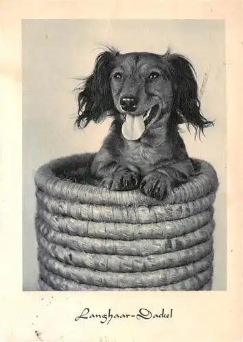 AK / Ansichtskarte  Dackel_Dachshund_Teckel_Hunde_dogs_Chiens_Cani Langhaar Dackel