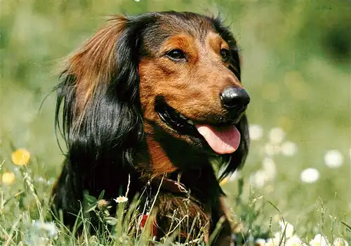 AK / Ansichtskarte  Dackel_Dachshund_Teckel_Hunde_dogs_Chiens_Cani Langhaardackel