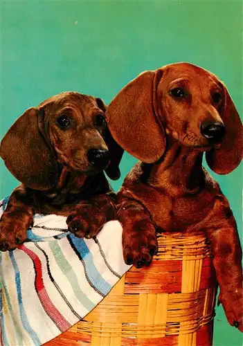 AK / Ansichtskarte  Dackel_Dachshund_Teckel_Hunde_dogs_Chiens_Cani Dackeln Im Korb