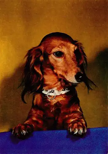 AK / Ansichtskarte  Dackel_Dachshund_Teckel_Hunde_dogs_Chiens_Cani Dackel 