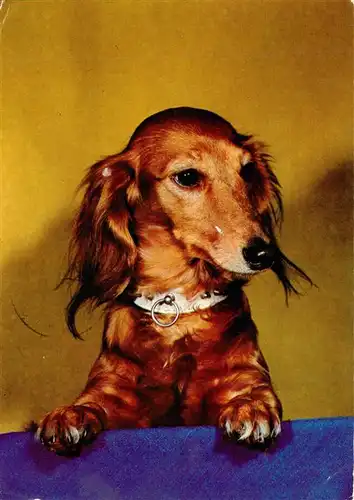 AK / Ansichtskarte  Dackel_Dachshund_Teckel_Hunde_dogs_Chiens_Cani Dackel Hund 