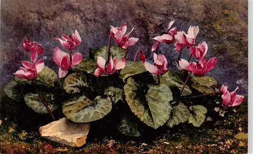 AK / Ansichtskarte  Verlag_Photochromie_Nr. Nr.1191 Serie 545 Cyclamen europaeum