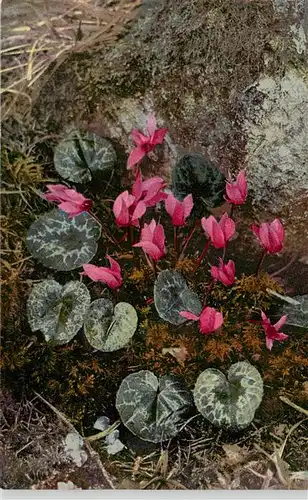 AK / Ansichtskarte  Verlag_Photochromie_Nr. Nr. 785 Serie 508 Cyclamen europaeum