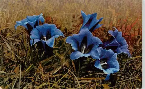 AK / Ansichtskarte  Verlag_Photochromie_Nr. Nr. 789 Serie 508 Gentiana acaulis Clusii