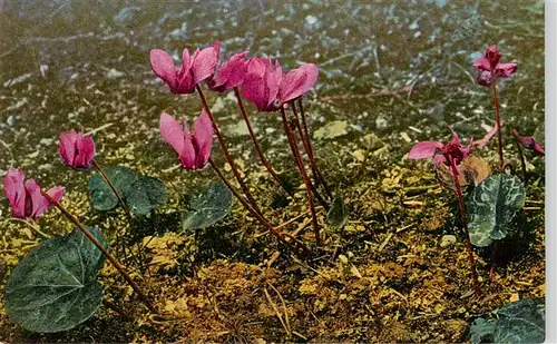 AK / Ansichtskarte  Verlag_Photochromie_Nr. Nr. 943 Serie 522 Cyclamen europaeum