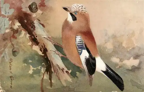 AK / Ansichtskarte  Voegel_Birds_Oiseaux R.S. Der Haeher Jay 