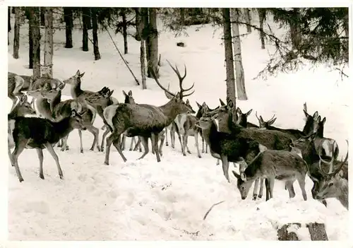 AK / Ansichtskarte  Donnersbach_Steiermark_AT Wildfuetterung im Donnersbachwald