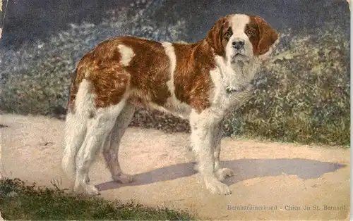 AK / Ansichtskarte  Bernhardiner_Hund_Dog_Chien Chieu du St. Bernard