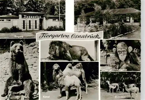 AK / Ansichtskarte 73926346 Osnabrueck Eingang Kaffeehaus Baer Kamele Loewe Schimpanse Guanakos